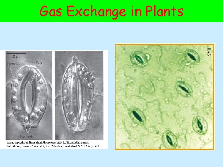 Gas Exchange in Plants 