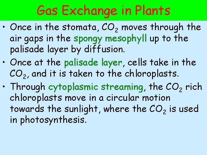 Gas Exchange in Plants • Once in the stomata, CO 2 moves through the