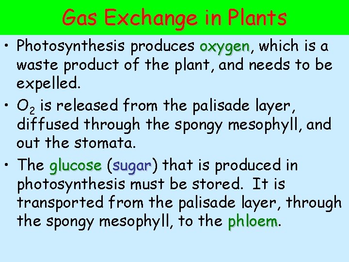 Gas Exchange in Plants • Photosynthesis produces oxygen, oxygen which is a waste product