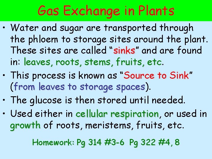 Gas Exchange in Plants • Water and sugar are transported through the phloem to