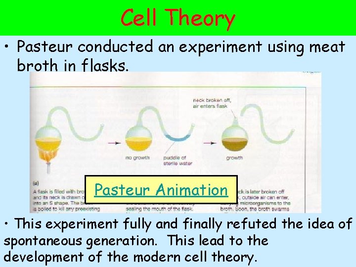 Cell Theory • Pasteur conducted an experiment using meat broth in flasks. Pasteur Animation