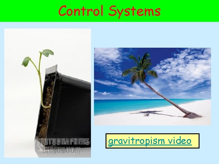 Control Systems gravitropism video 