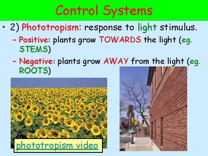 Control Systems • 2) Phototropism: Phototropism response to light stimulus. – Positive: Positive plants