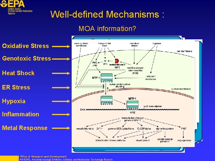Well-defined Mechanisms : MOA information? Oxidative Stress Genotoxic Stress Heat Shock ER Stress Hypoxia