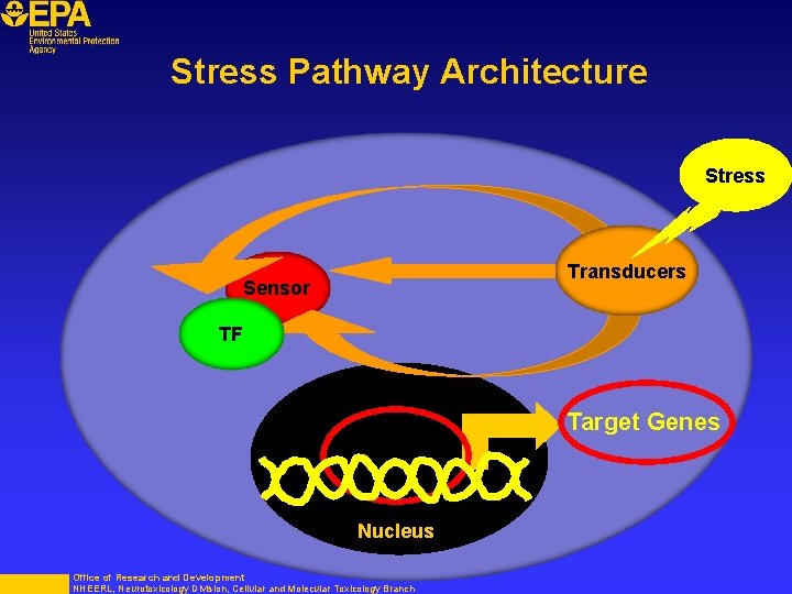 Stress Pathway Architecture Stress Transducers Sensor TF Target Genes Nucleus Office of Research and