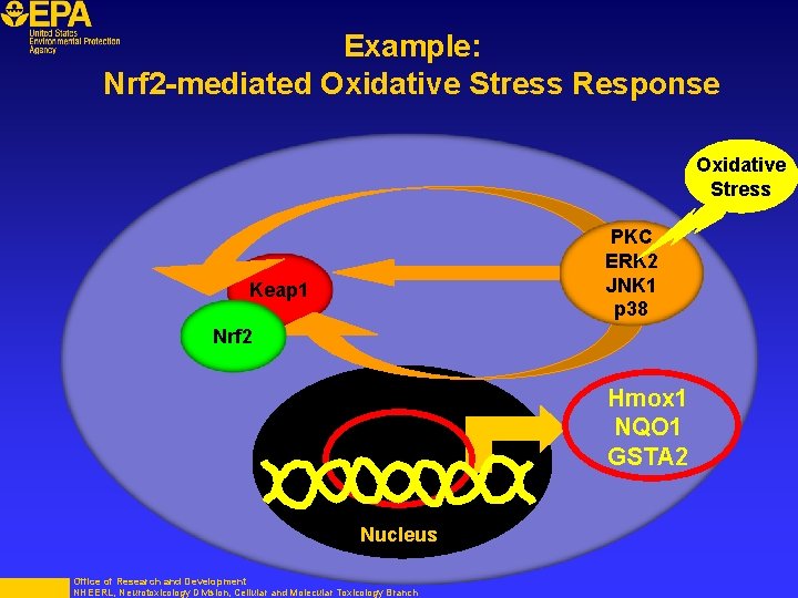 Example: Nrf 2 -mediated Oxidative Stress Response Oxidative Stress PKC ERK 2 JNK 1