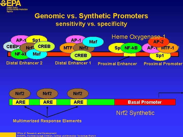 Genomic vs. Synthetic Promoters sensitivity vs. specificity AP-1 Sp 1 -12 kb CEBPa Nrf