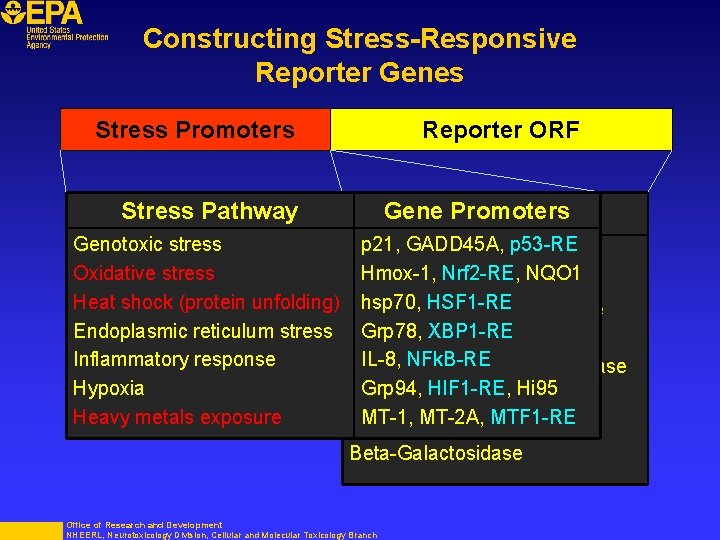 Constructing Stress-Responsive Reporter Genes Stress Promoters Reporter ORF Stress Pathway Genotoxic stress Oxidative stress