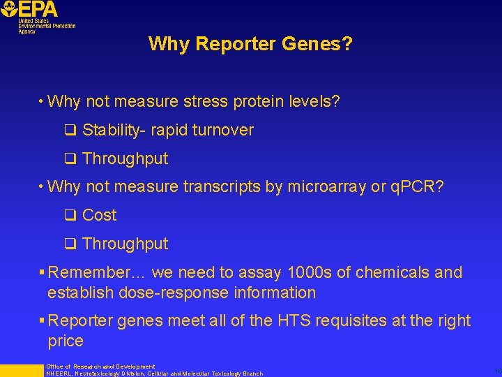 Why Reporter Genes? • Why not measure stress protein levels? q Stability- rapid turnover