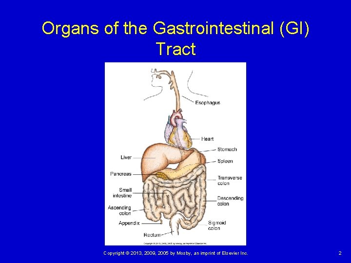 Organs of the Gastrointestinal (GI) Tract Copyright © 2013, 2009, 2005 by Mosby, an