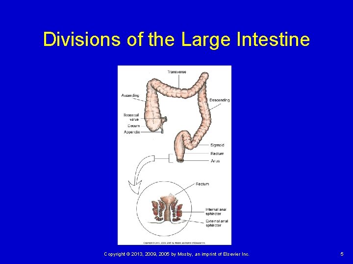 Divisions of the Large Intestine Copyright © 2013, 2009, 2005 by Mosby, an imprint