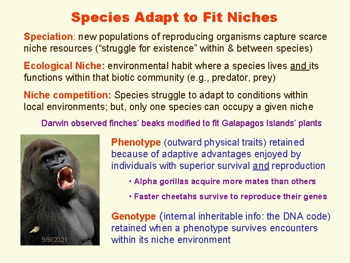 Species Adapt to Fit Niches Speciation: new populations of reproducing organisms capture scarce niche