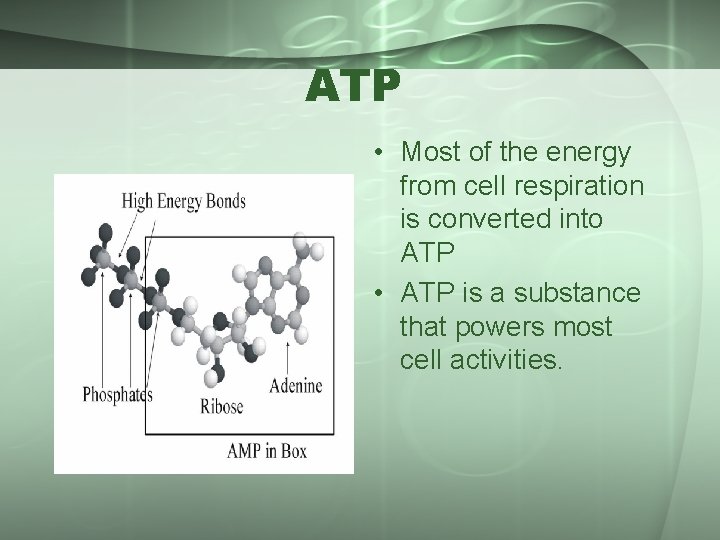 ATP • Most of the energy from cell respiration is converted into ATP •