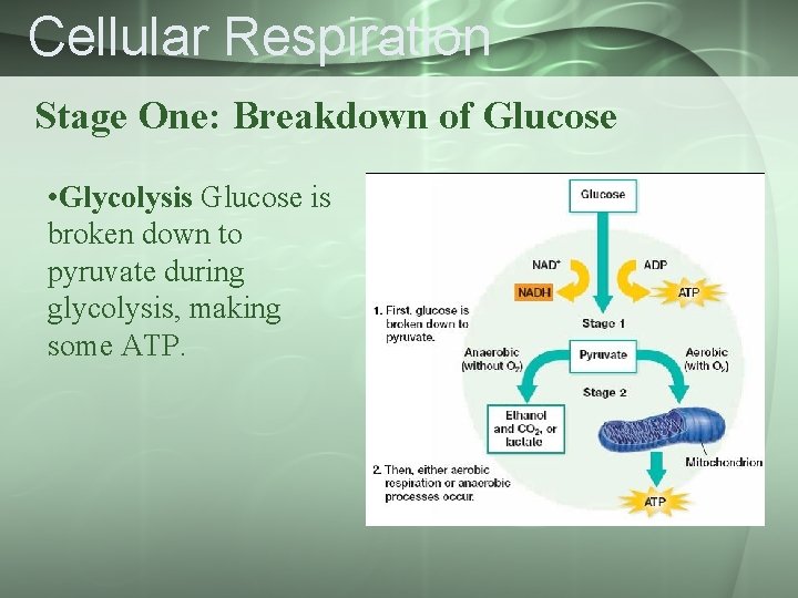 Cellular Respiration Stage One: Breakdown of Glucose • Glycolysis Glucose is broken down to