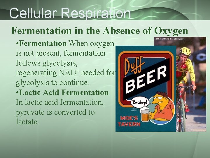 Cellular Respiration Fermentation in the Absence of Oxygen • Fermentation When oxygen is not