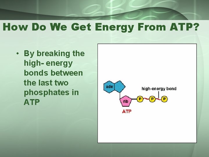 How Do We Get Energy From ATP? • By breaking the high- energy bonds