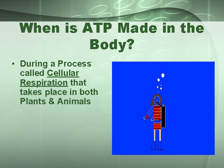 When is ATP Made in the Body? • During a Process called Cellular Respiration