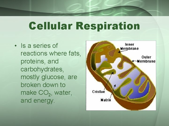 Cellular Respiration • Is a series of reactions where fats, proteins, and carbohydrates, mostly