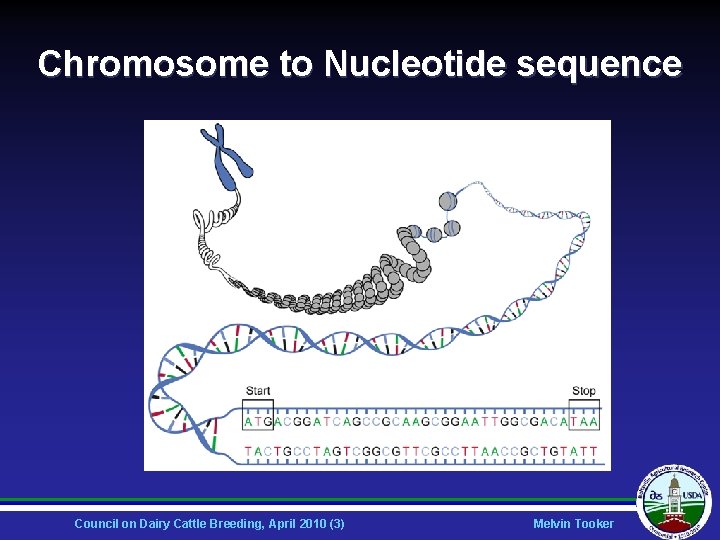Chromosome to Nucleotide sequence Council on Dairy Cattle Breeding, April 2010 (3) Melvin Tooker