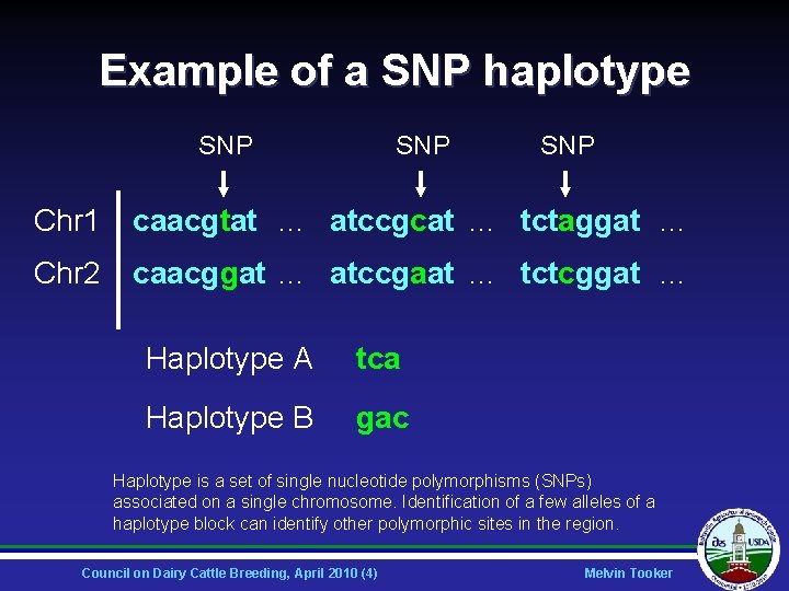 Example of a SNP haplotype SNP SNP Chr 1 caacgtat … atccgcat … tctaggat