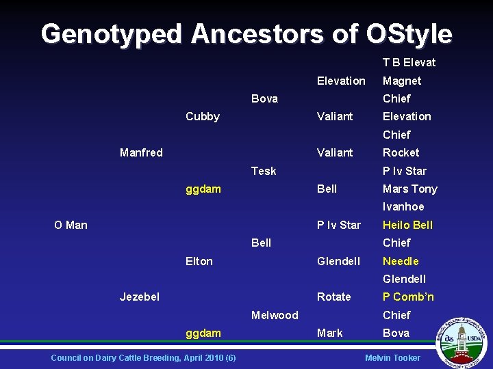 Genotyped Ancestors of OStyle T B Elevation Bova Cubby Magnet Chief Valiant Elevation Chief