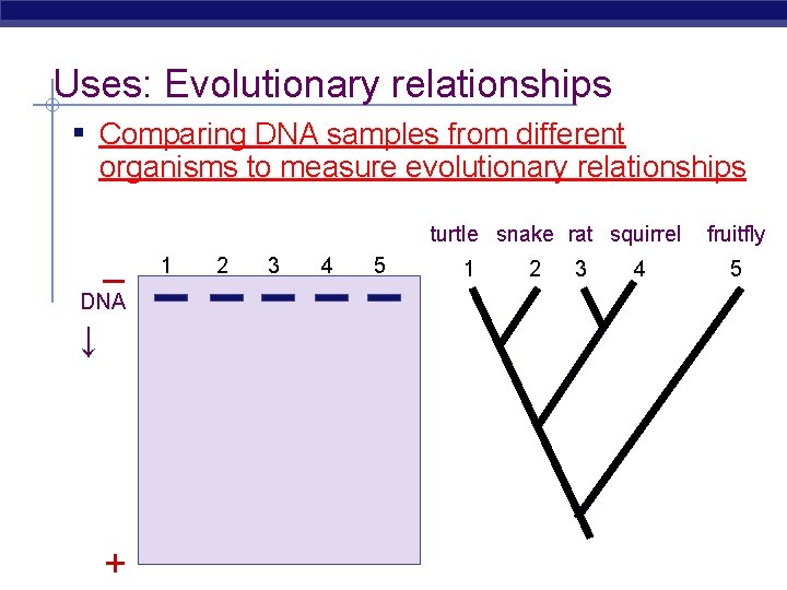 Uses: Evolutionary relationships ▪ Comparing DNA samples from different organisms to measure evolutionary relationships