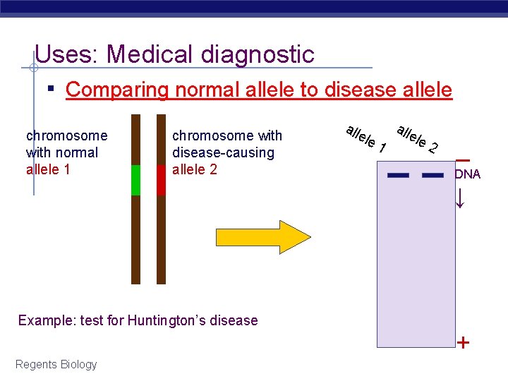 Uses: Medical diagnostic ▪ Comparing normal allele to disease allele chromosome with normal allele
