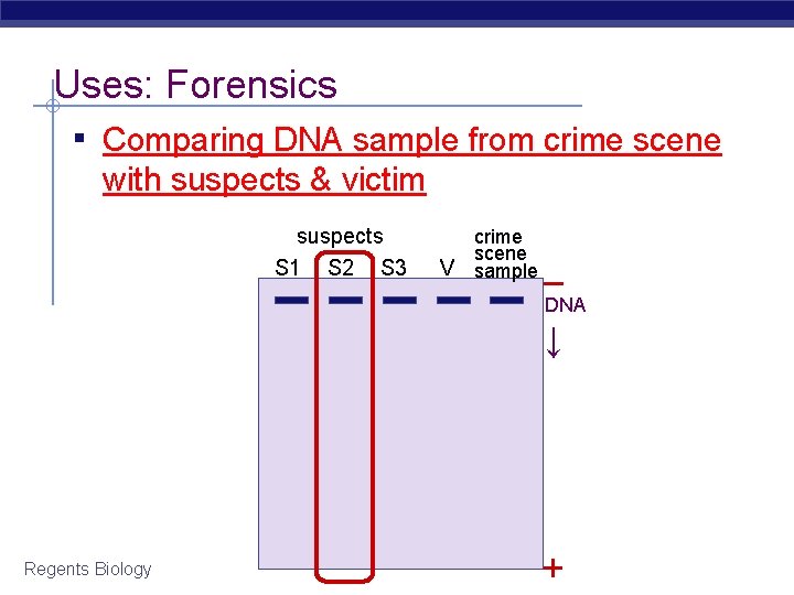 Uses: Forensics ▪ Comparing DNA sample from crime scene with suspects & victim suspects