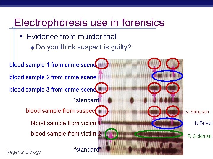 Electrophoresis use in forensics ▪ Evidence from murder trial ◆ Do you think suspect