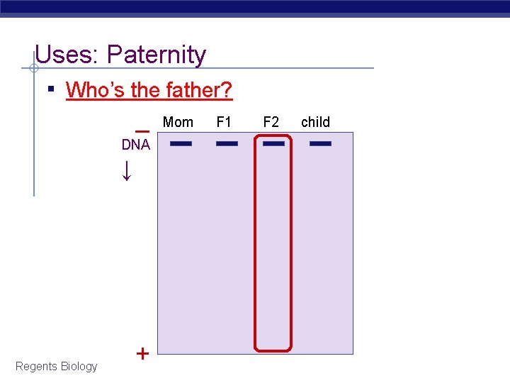 Uses: Paternity ▪ Who’s the father? – DNA ↓ Regents Biology + Mom F