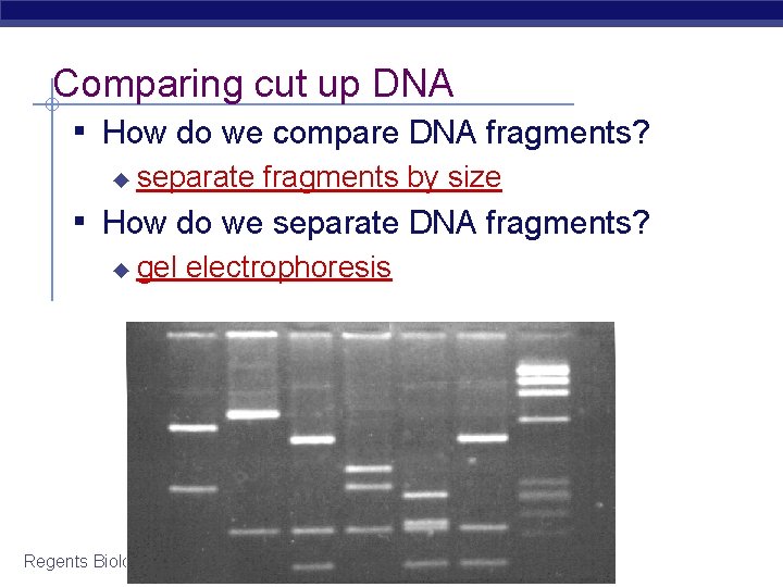 Comparing cut up DNA ▪ How do we compare DNA fragments? ◆ separate fragments