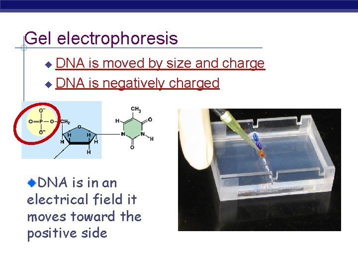 Gel electrophoresis DNA is moved by size and charge ◆ DNA is negatively charged