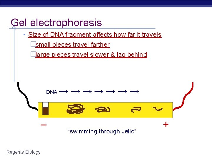 Gel electrophoresis ▪ Size of DNA fragment affects how far it travels �small pieces
