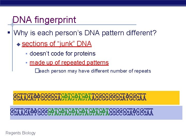 DNA fingerprint ▪ Why is each person’s DNA pattern different? ◆ sections of “junk”