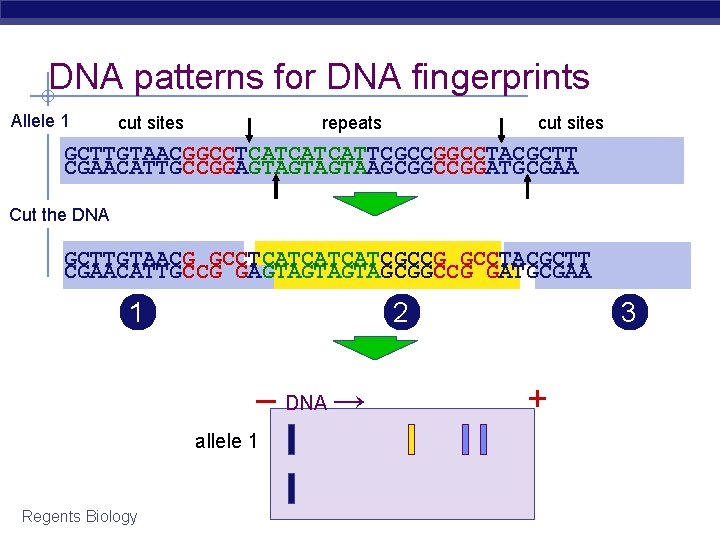 DNA patterns for DNA fingerprints Allele 1 repeats cut sites GCTTGTAACGGCCTCATCATCATTCGCCGGCCTACGCTT CGAACATTGCCGGAGTAGTAGTAAGCGGCCGGATGCGAA Cut the
