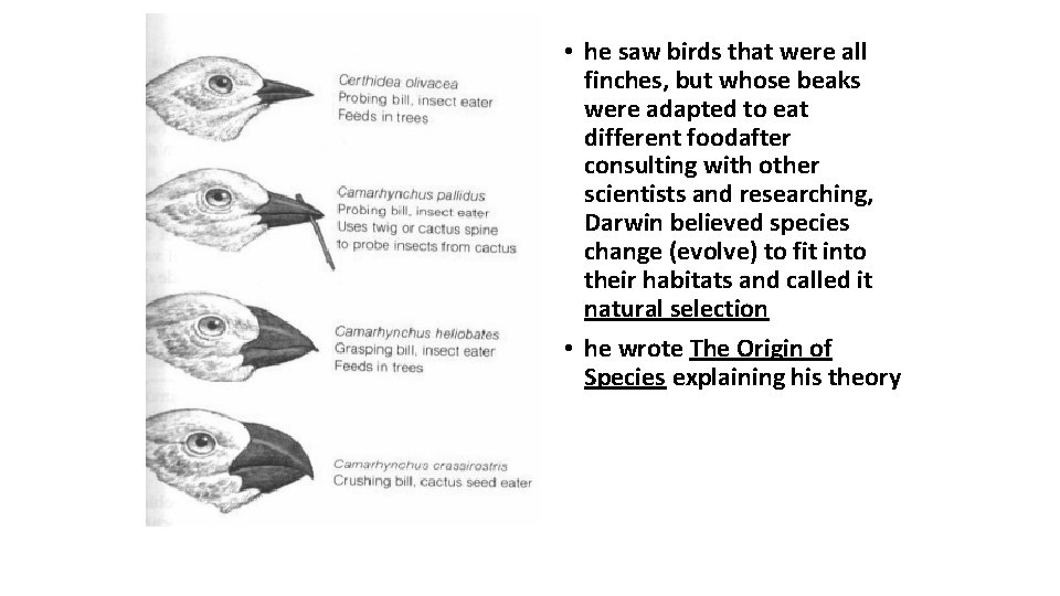  • he saw birds that were all finches, but whose beaks were adapted
