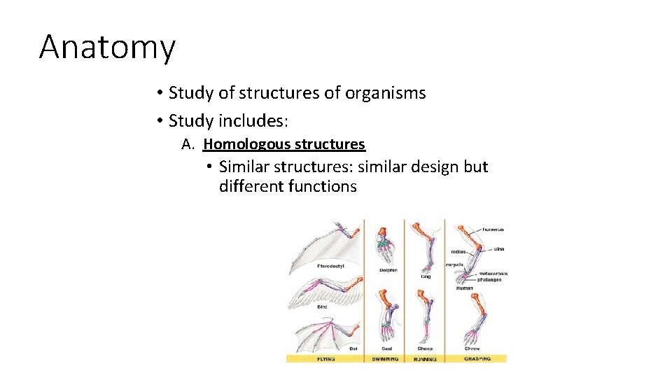 Anatomy • Study of structures of organisms • Study includes: A. Homologous structures •