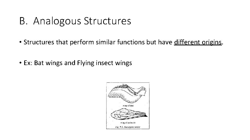 B. Analogous Structures • Structures that perform similar functions but have different origins. •