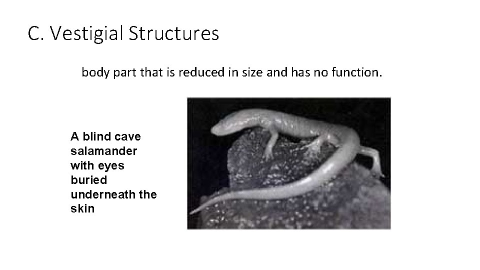 C. Vestigial Structures body part that is reduced in size and has no function.