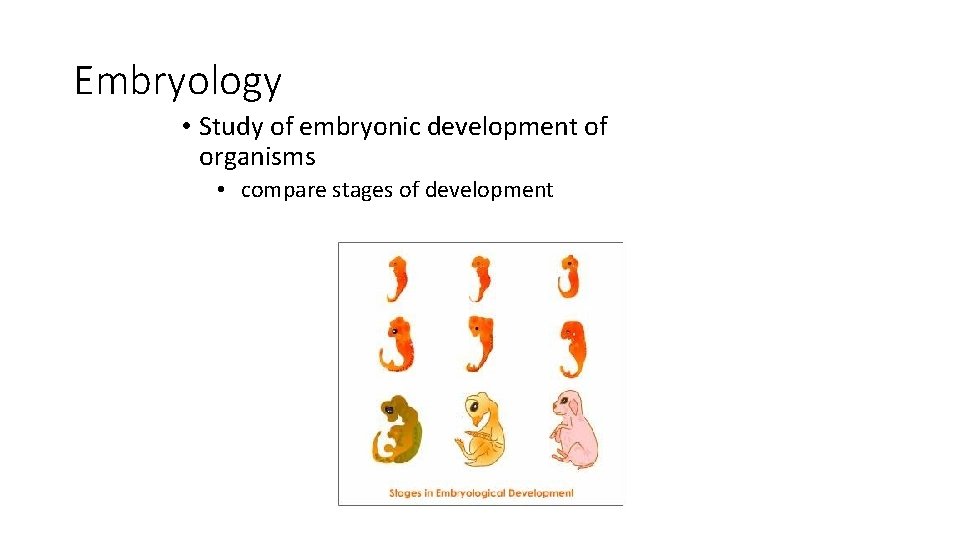 Embryology • Study of embryonic development of organisms • compare stages of development 