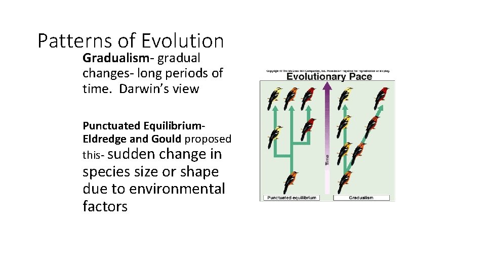 Patterns of Evolution Gradualism- gradual changes- long periods of time. Darwin’s view Punctuated Equilibrium.