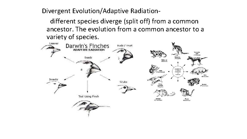 Divergent Evolution/Adaptive Radiationdifferent species diverge (split off) from a common ancestor. The evolution from