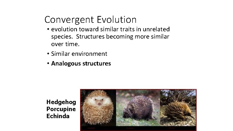 Convergent Evolution • evolution toward similar traits in unrelated species. Structures becoming more similar
