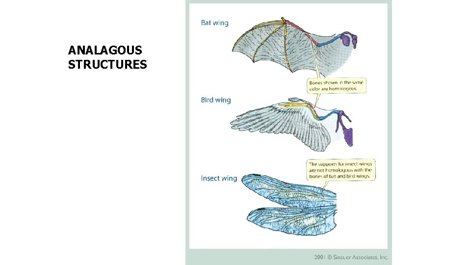 ANALAGOUS STRUCTURES 
