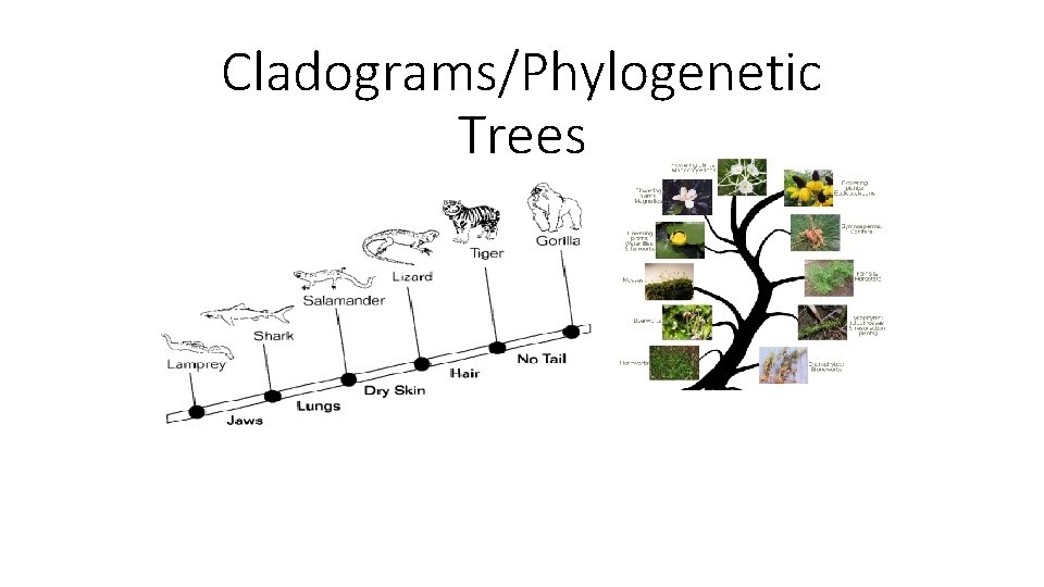 Cladograms/Phylogenetic Trees 