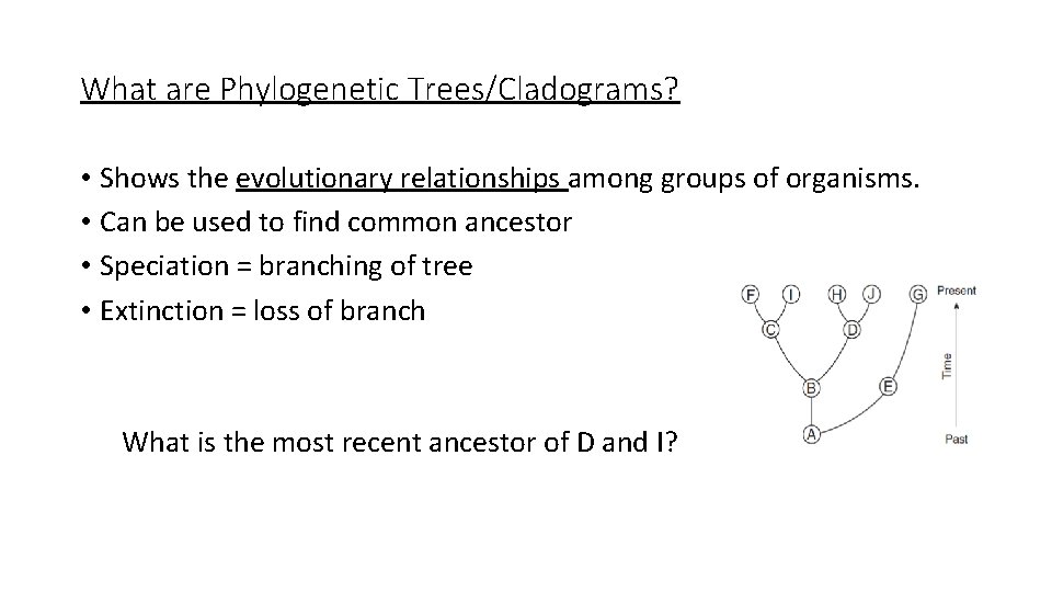 What are Phylogenetic Trees/Cladograms? • Shows the evolutionary relationships among groups of organisms. •