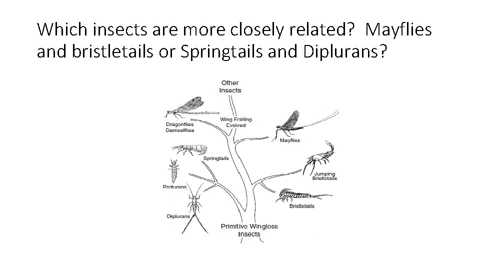 Which insects are more closely related? Mayflies and bristletails or Springtails and Diplurans? 