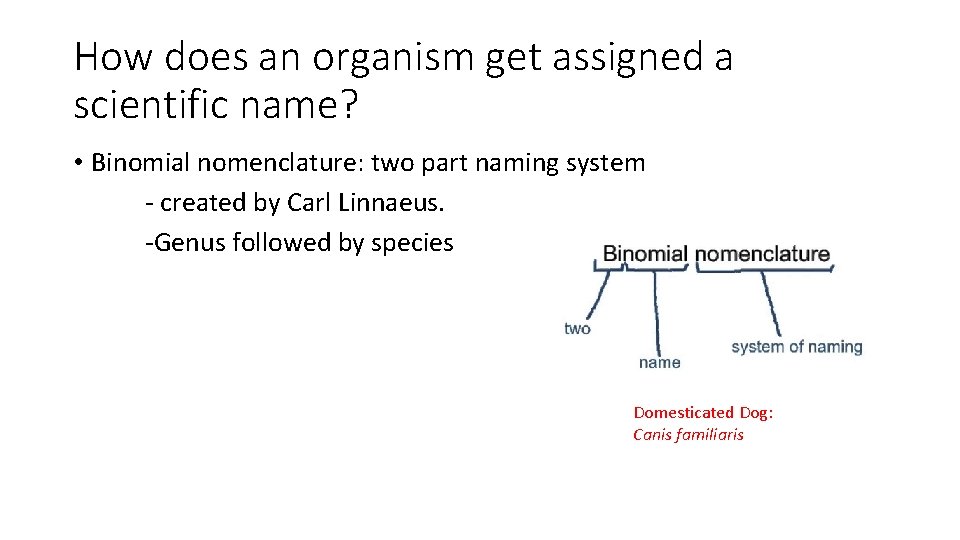 How does an organism get assigned a scientific name? • Binomial nomenclature: two part