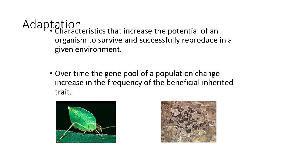 Adaptation • Characteristics that increase the potential of an organism to survive and successfully