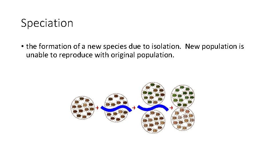 Speciation • the formation of a new species due to isolation. New population is